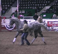 Appaloosa Bloodhorse-Flashback