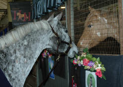 Appaloosa Blood horses-Flashback & Ava