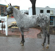 Appaloosa Bloodhorse-Flashback