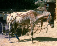 Bimbo at the horse camp